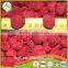 Golden Supplier of Top Quality Frozen Raspberry From China Processor