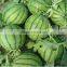 Chinese High Sweetness Hybrid Green Watermelon Seeds For Cultivation-Invincible Jingxin