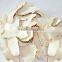 high grade leading selling gold product horseradish root dried