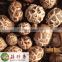Free shipping premium fresh flower shiitake mushroom China wholesale spawn cultivation
