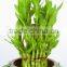 Home Decoration Tower Lucky Bamboo