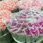 Ornamental Carnation Flowers Fresh Carnation Fresh Flowers Wholesale