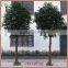 Customized real wood ficus tree