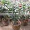 Camellia Japonica Tree Plant