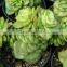 decorative plants echeveria, succulent plants, tropical plants