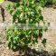 Jatropha Curcus