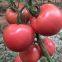 vegetablel seed red tomato seed greenhouse tomato seeds no 59