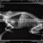 MY-W004B Vet x Ray Machine Analogue or Digital Radiography System Veterinary Medical X-ray Equipments