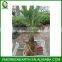PHYLLOSTACHYS PUBESCENS -- moso bamboo small plant in plastic pots (3)