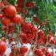 F1 unlimited growth type hybrid tomato seeds