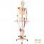 Medical science medical anatomy human plastic skeleton model 180cm 85cm human skeleton model