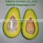 BEST SELLING FOR FRESH AVOCADO FRUIT FROM VIET NAM