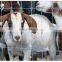 Anti-corrosion and heavy duty sheep and goat fence