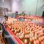 Full Automatic Egg Collector for Chicken Farm