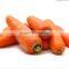Sweet Fresh Carrots Chinese Fresh Carrots (2016 new crop)