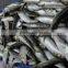 FROZEN SARDINE WHOLE ROUND