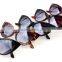 Design Fashion Trendy Brands Cat Eye Sunglasses A9494