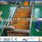 citrus and similar fruits processing line