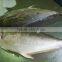 whole round Bigeye Trevally frozen fish