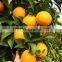 Super Fresh Orange (Naval - Valencia )with Best Price