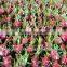 Fresh Dragon Fruit