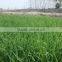 Dried barley grass powder and low price dried barley grass powder