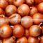 Fresh Yellow Onion Available for Shipment in Aug