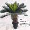 HX20170416 mini potted cycad tree for decoration