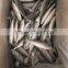 IQF light caught frozen round scad frozen horse mackerel