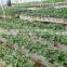 space saving vertical hydroponics