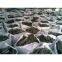 High quality new products coal activated carbon pellets