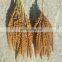 Latest crop for bird feed red millet spray with Bird Feeding