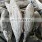 IQF WR frozen skipjack tuna good quality  for export