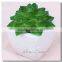 Pvc Material and Succulent Plants Plant Type Artificial Succulent Plants
