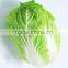 Fresh Cabbage Chinese Cabbage Chinese Beijing Cabbage Long Cabbage