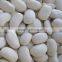 larger white kidney beans with excellent quality HOT SALE