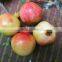 Fresh pomegranate for sales