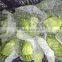 Fresh Style Cabbage (Red- White) with high quality