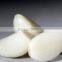 Hot Sale Fresh Chinese Normal White Garlic