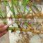 Perennial plants bamboo seedling