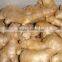 Fresh mature ginger