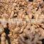 Chinese Fresh Ginger in Hot Sale