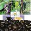 Aphrodisiac Medicine Velvet Bean /Mucuna Capsule pruriens