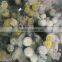 Fresh cut flowers Top Quality White carnation