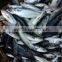 Wholesale mackerel fish