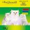 Хаосен кошачий наполнитель