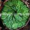 Organic pure betel leaf from Vietnam