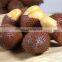 WHOSALE SWEET AND SOUR SALAK/SALACCA/ZALACCA FTUIT MADE IN VIET NAM