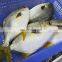 Wholesale golden pompano Frozen Golden Pompano Fish golden pomfret Trachinotus Ovatus