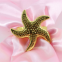 Factory Customized Starfish Napkin Rings Wedding Dining Table Decoration